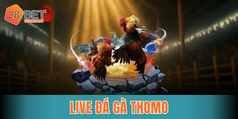 Live đá gà Thomo